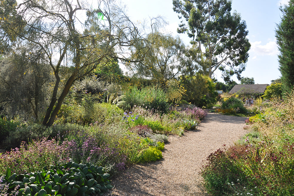 Beth Chatto's Plants & Gardens