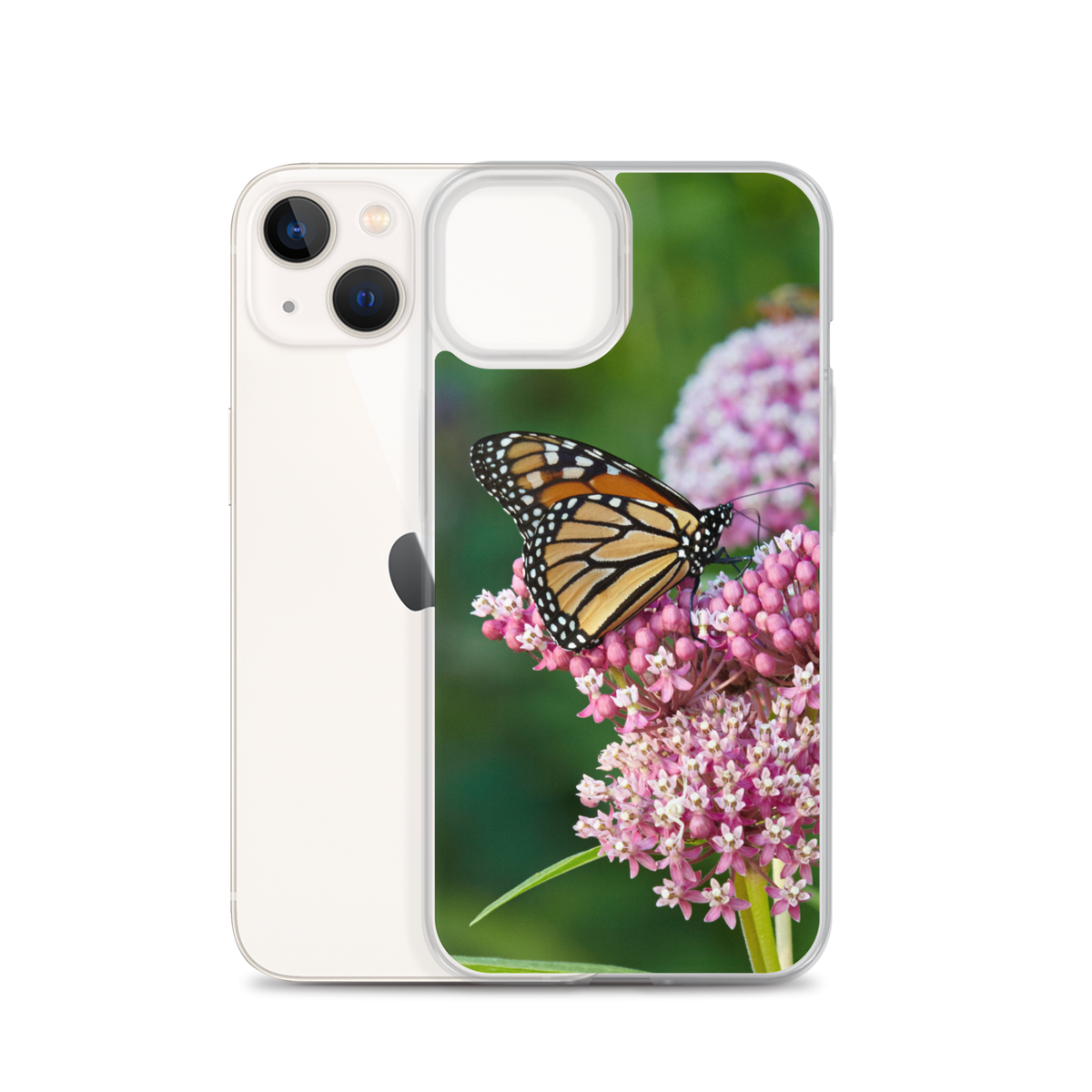 Monarch on Milkweed Phone Case for iPhone