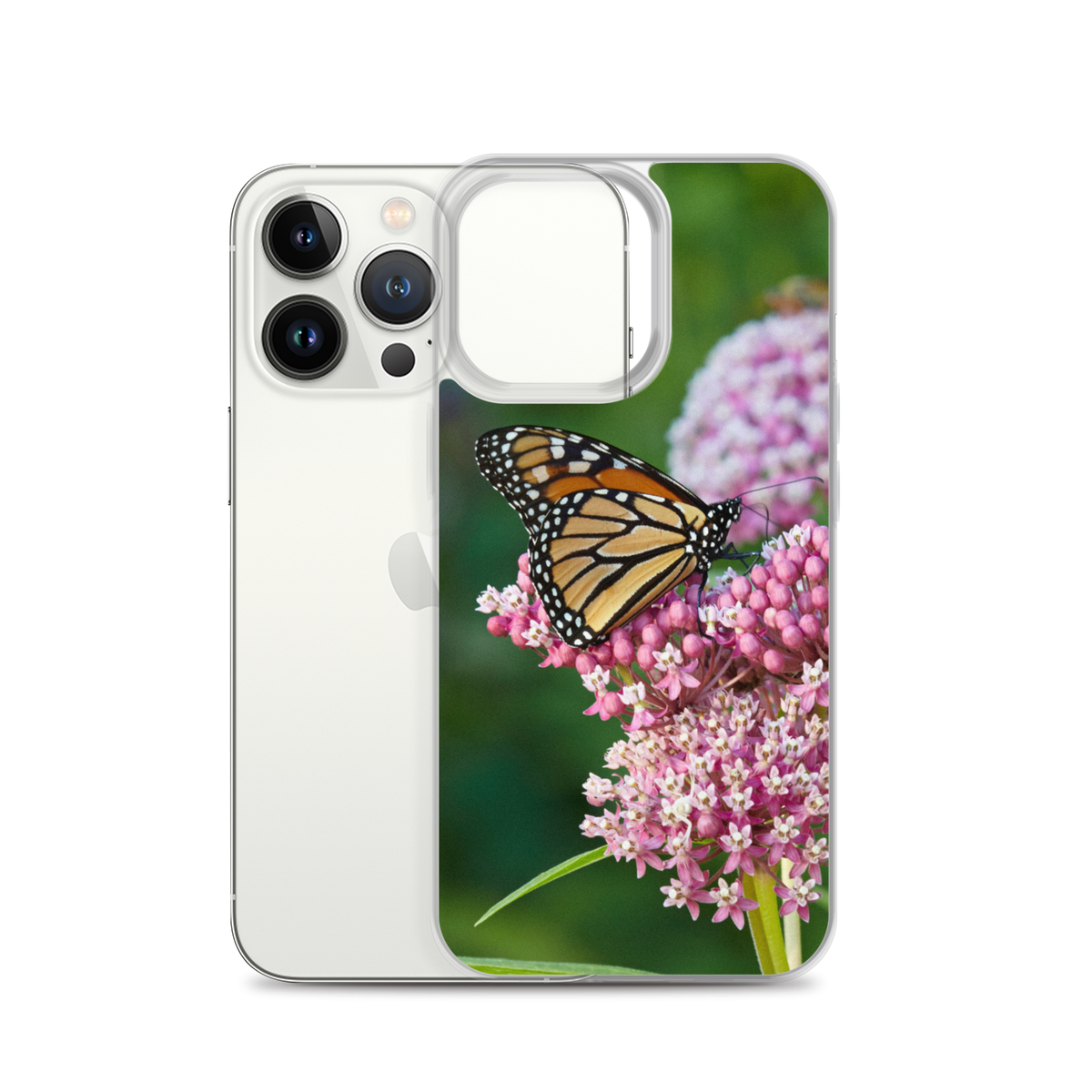 Monarch on Milkweed Phone Case for iPhone
