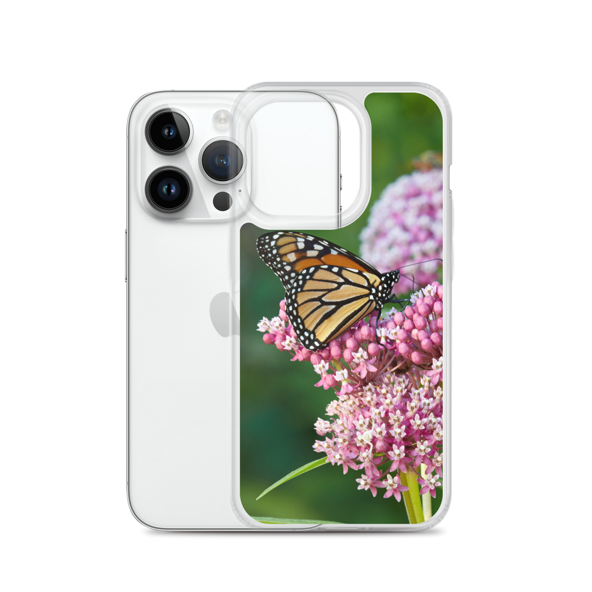 Monarch on Milkweed Phone Case for iPhone