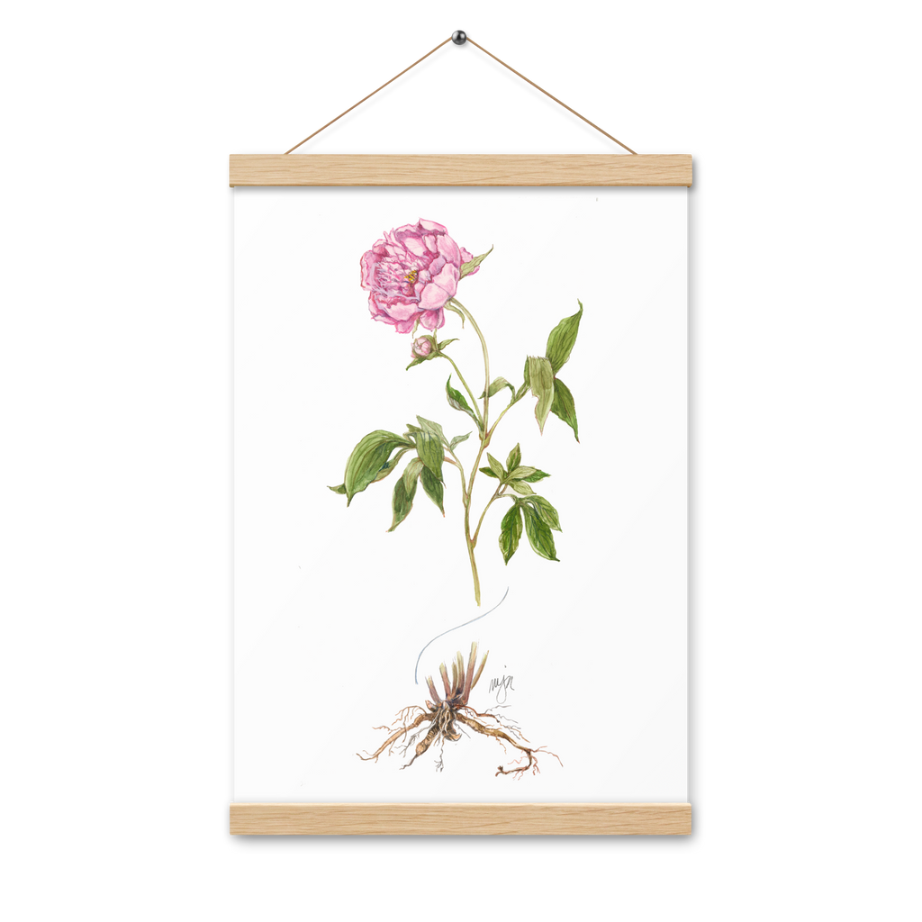 Peony Botanical Poster with Magnetic Wooden Hangers