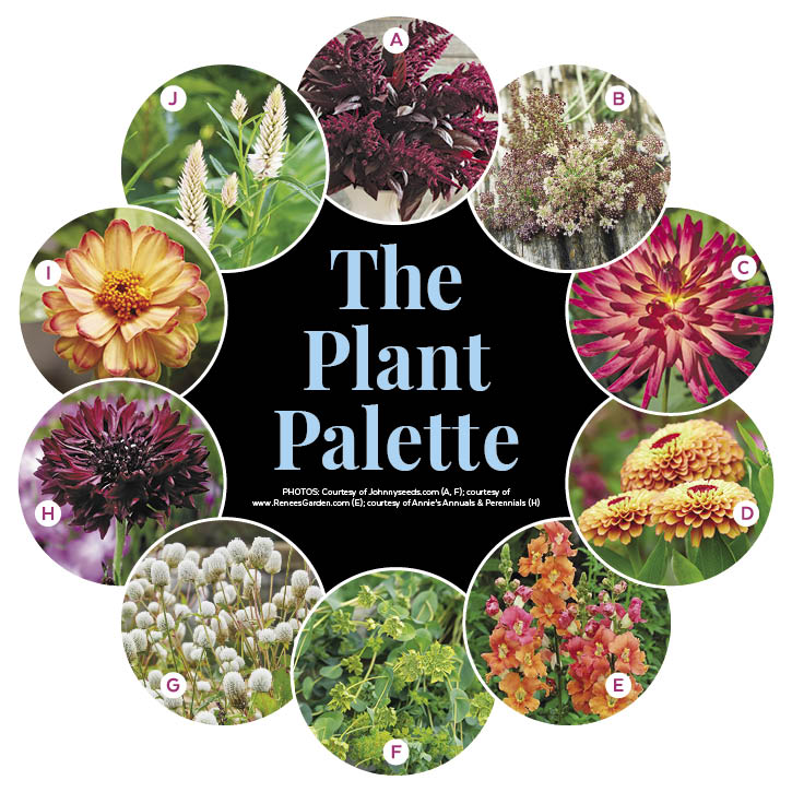 Colorful Cut Flower Border