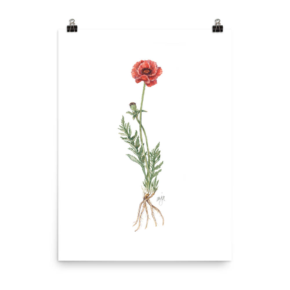 Poppy Botanical — Illustrated Print