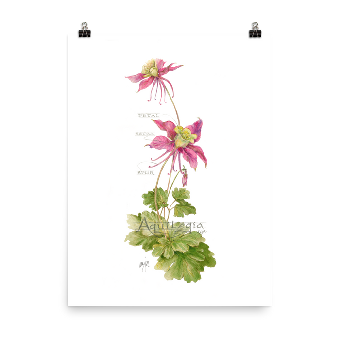 Columbine Botanical — Illustrated Print