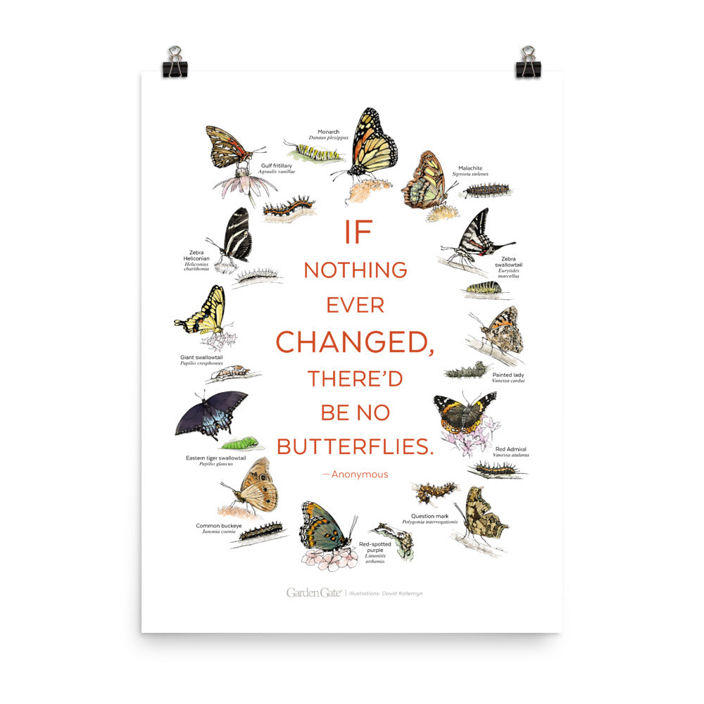 Butterflies — Illustrated Print