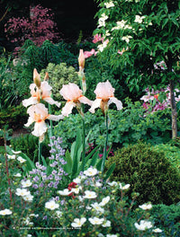 Ultimate Perennials for Sun & Shade, Volume 1