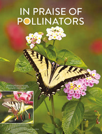 Ultimate Blooms, Butterflies & Birds Book, Volume 2