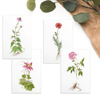 Botanical Illustration 4x6 Notecard Gift Set (8 cards)