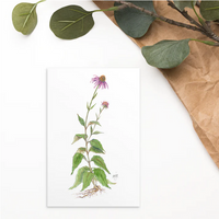 Botanical Illustration 4x6 Notecard Gift Set (8 cards)