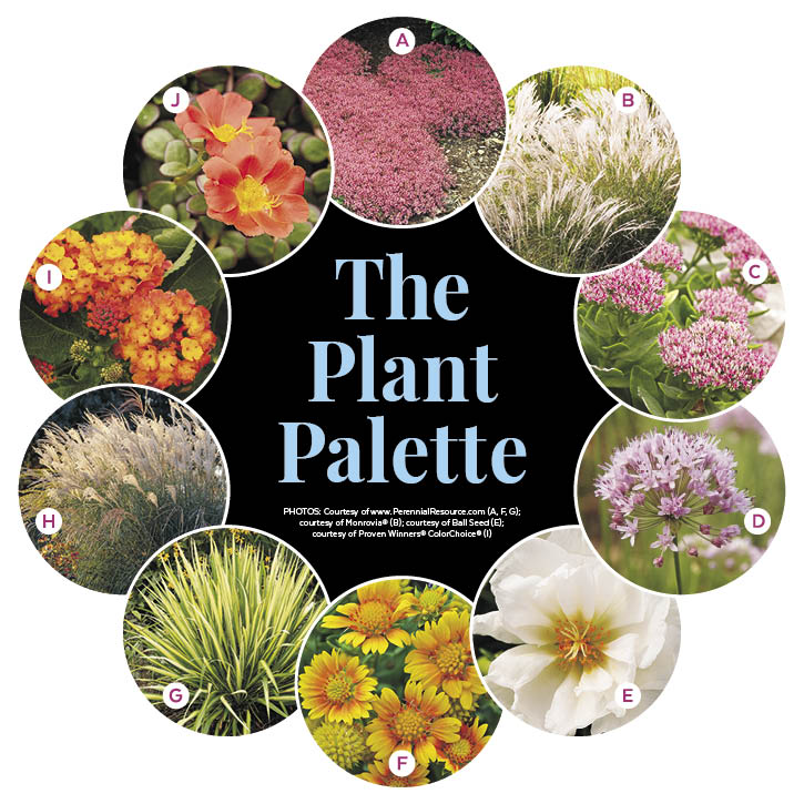 Drought-Tolerant Front Yard Garden Plan