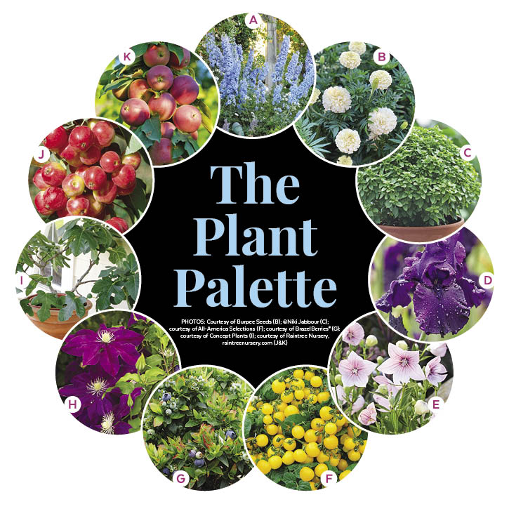 Sunny Side Yard Garden Plan with Edible Landscaping