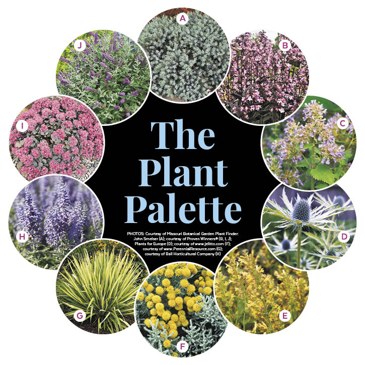 Drought-Tolerant Driveway Garden with Curb Appeal