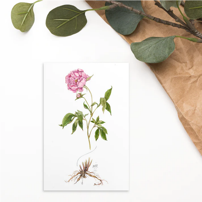 Botanical Illustration 4x6 Notecard Gift Set (8 cards)