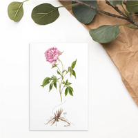 Botanical Illustration 4x6 Notecard Gift Set (8 cards)