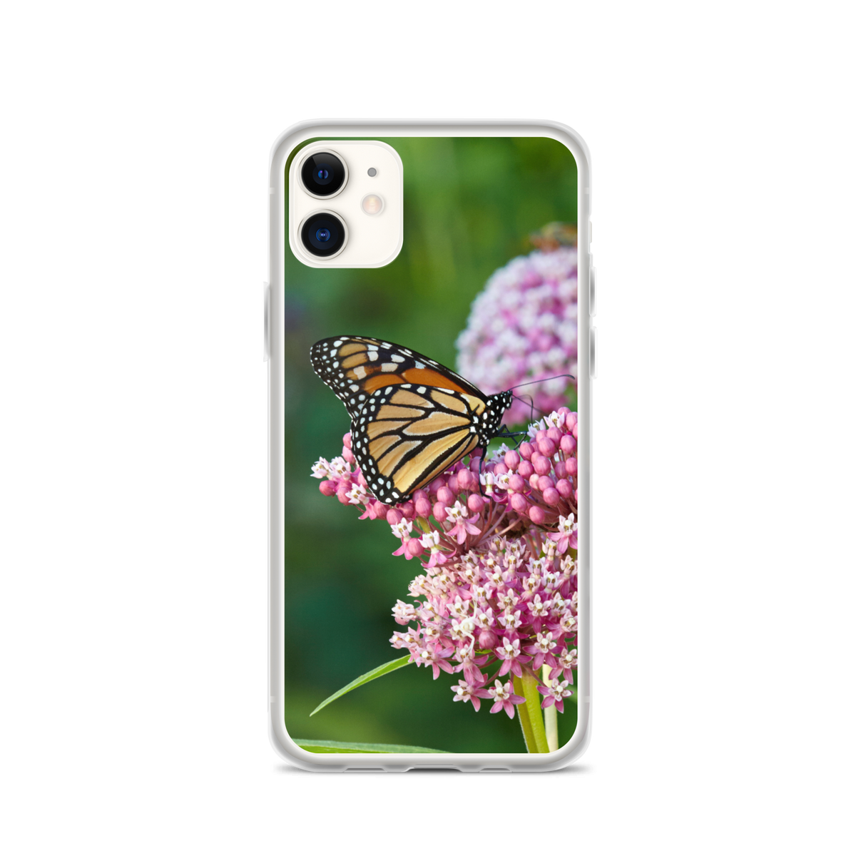 Monarch on Milkweed Phone Case for iPhone