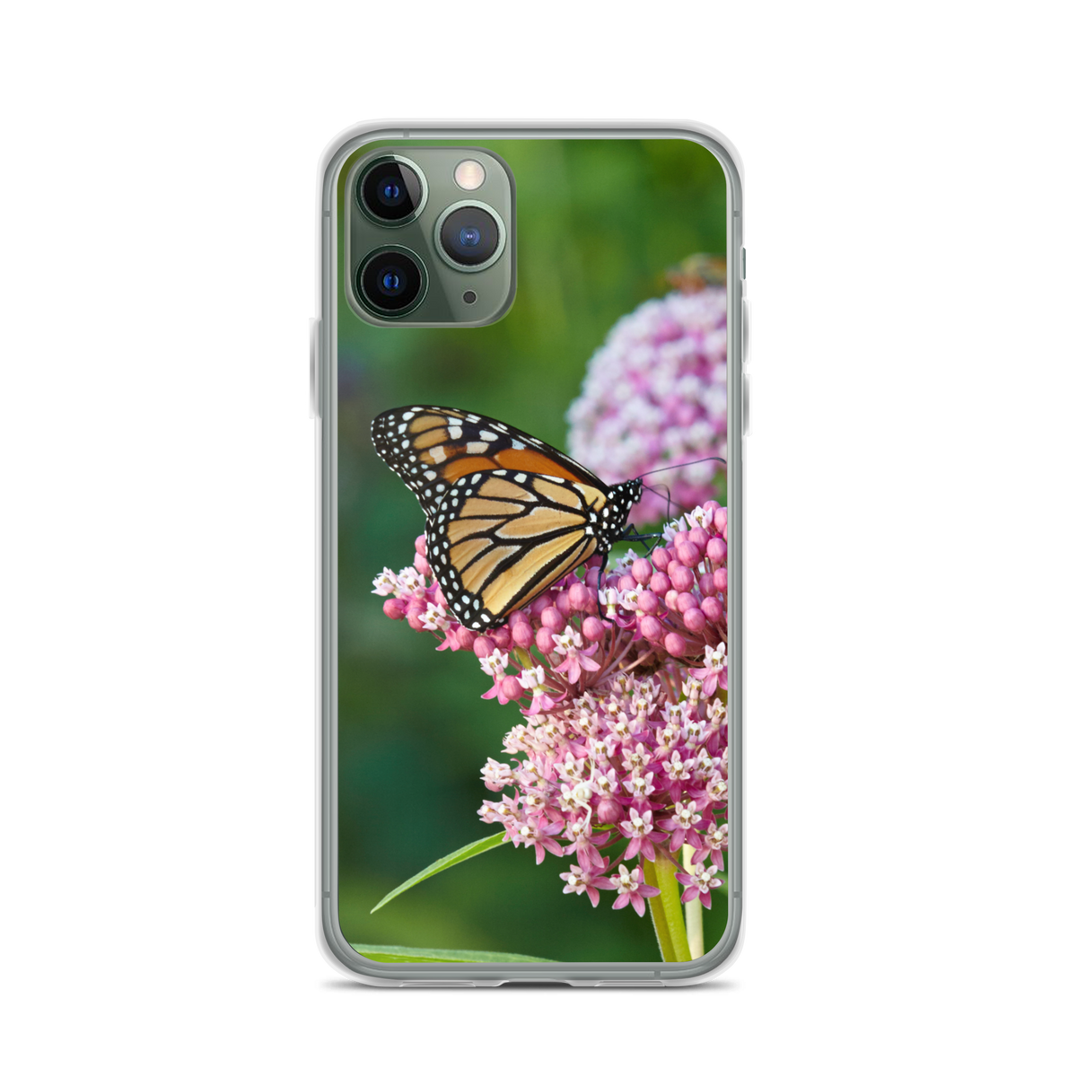 Monarch on Milkweed Phone Case for iPhone