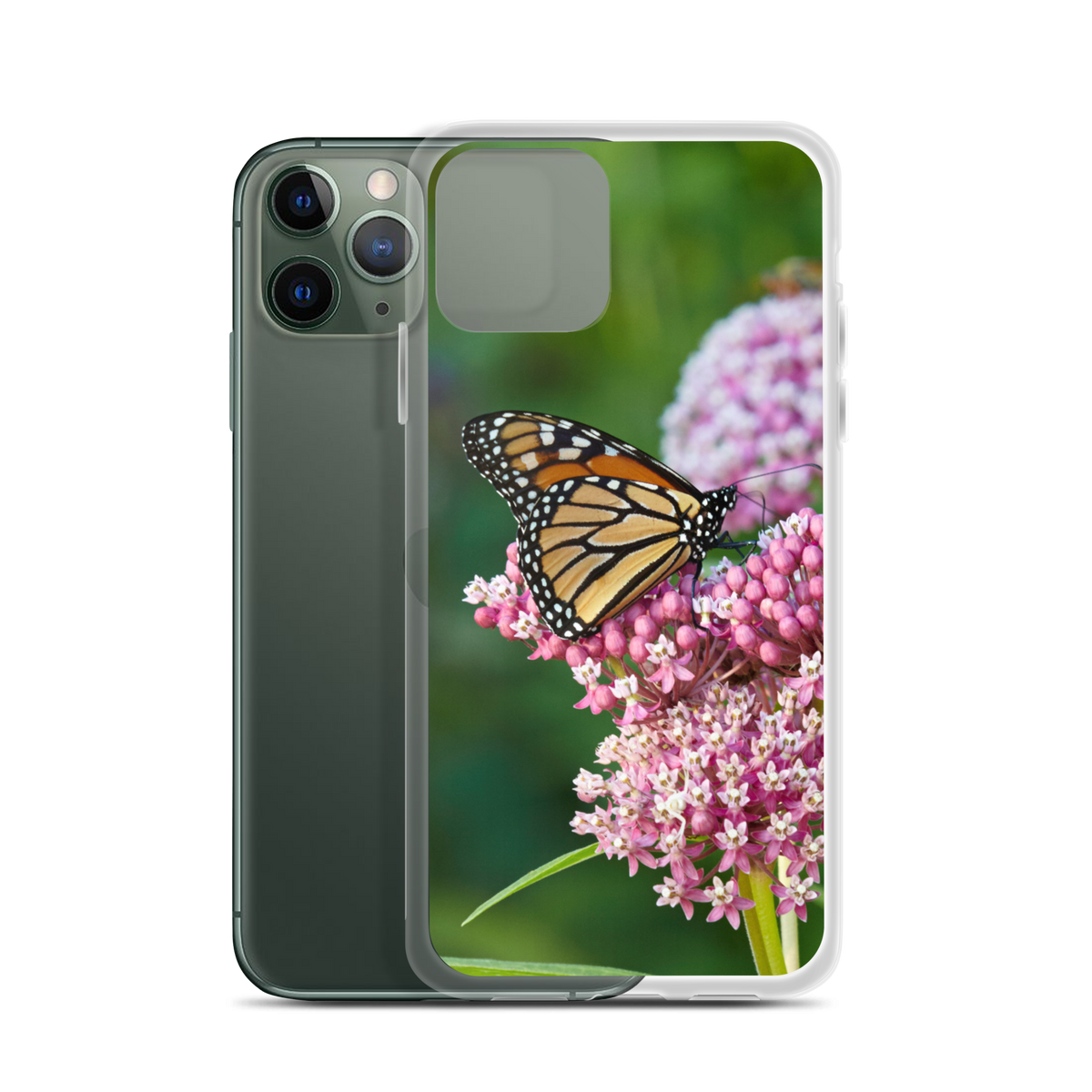 Monarch on Milkweed Phone Case for iPhone