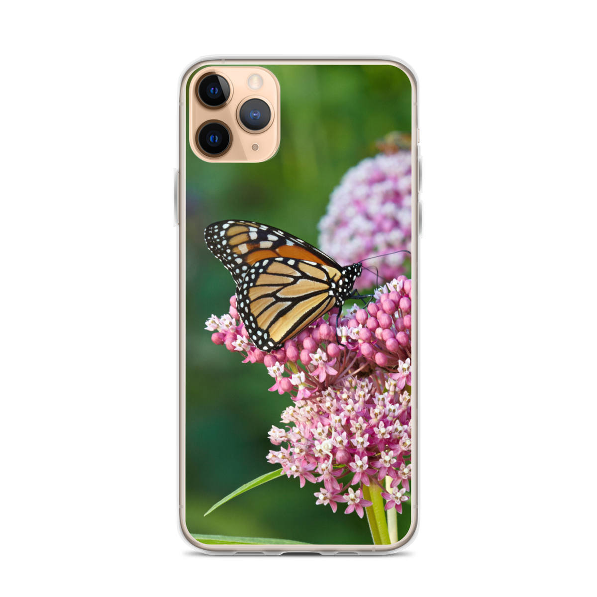 Monarch on Milkweed Phone Case for iPhone