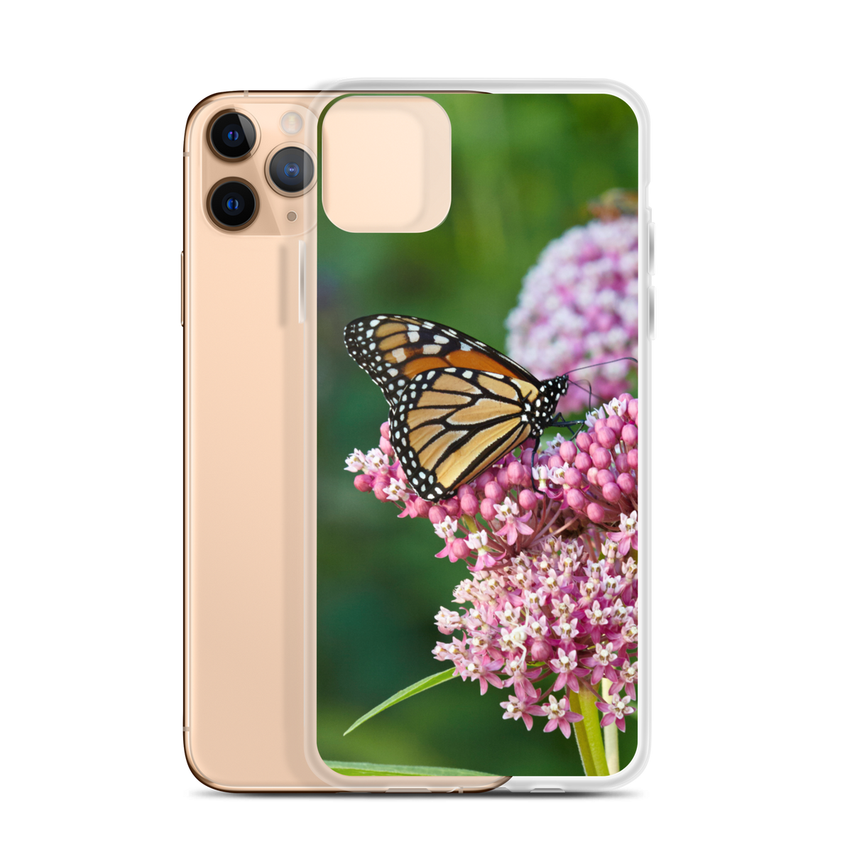 Monarch on Milkweed Phone Case for iPhone