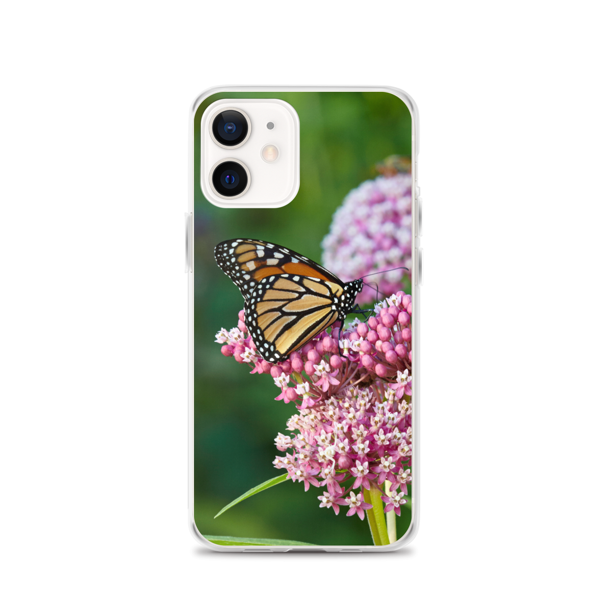Monarch on Milkweed Phone Case for iPhone