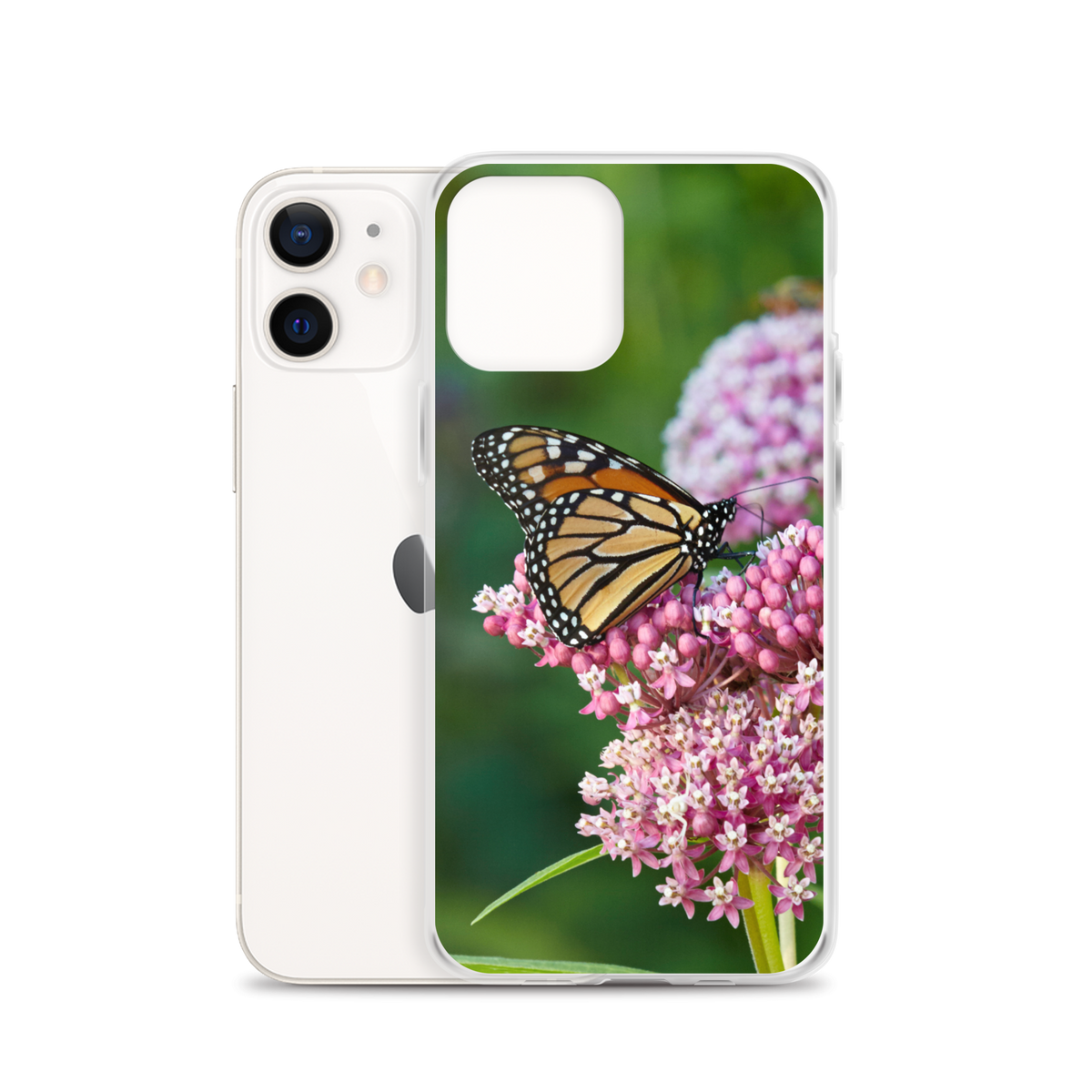 Monarch on Milkweed Phone Case for iPhone