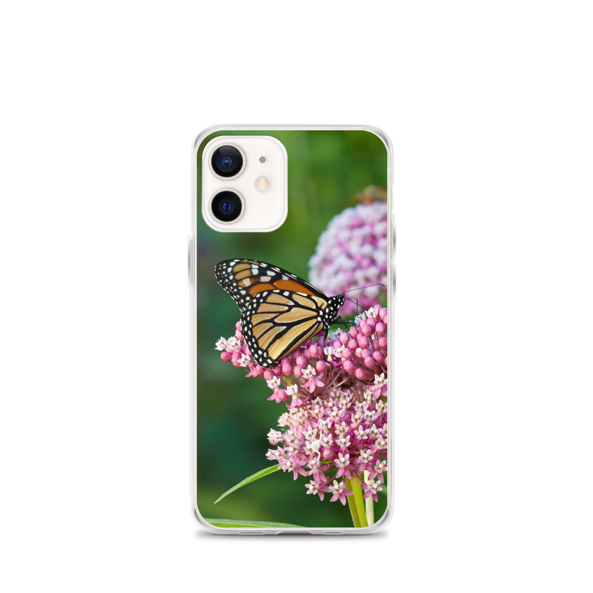 Monarch on Milkweed Phone Case for iPhone