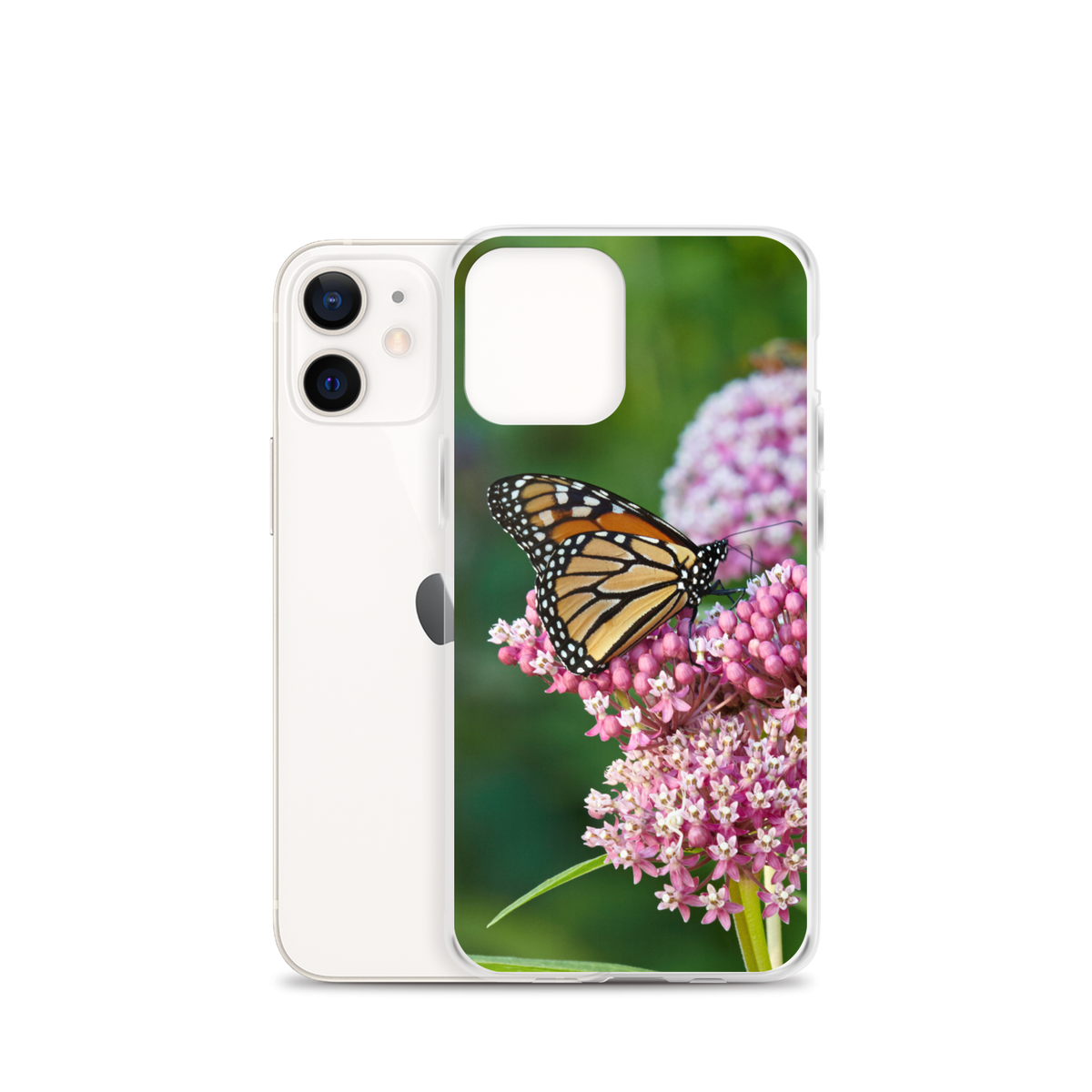 Monarch on Milkweed Phone Case for iPhone