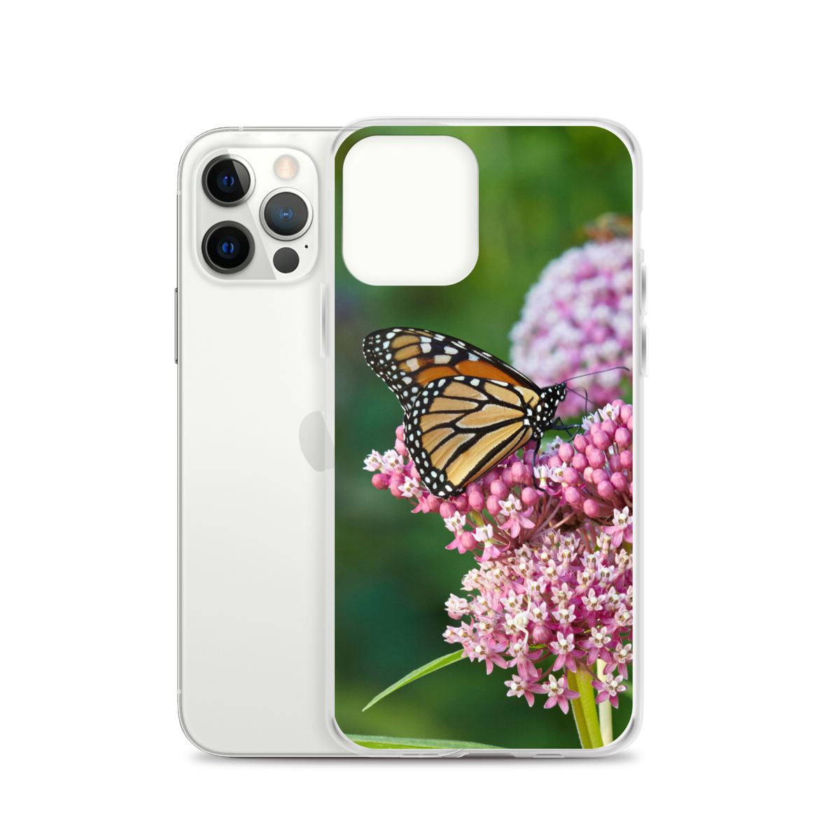 Monarch on Milkweed Phone Case for iPhone