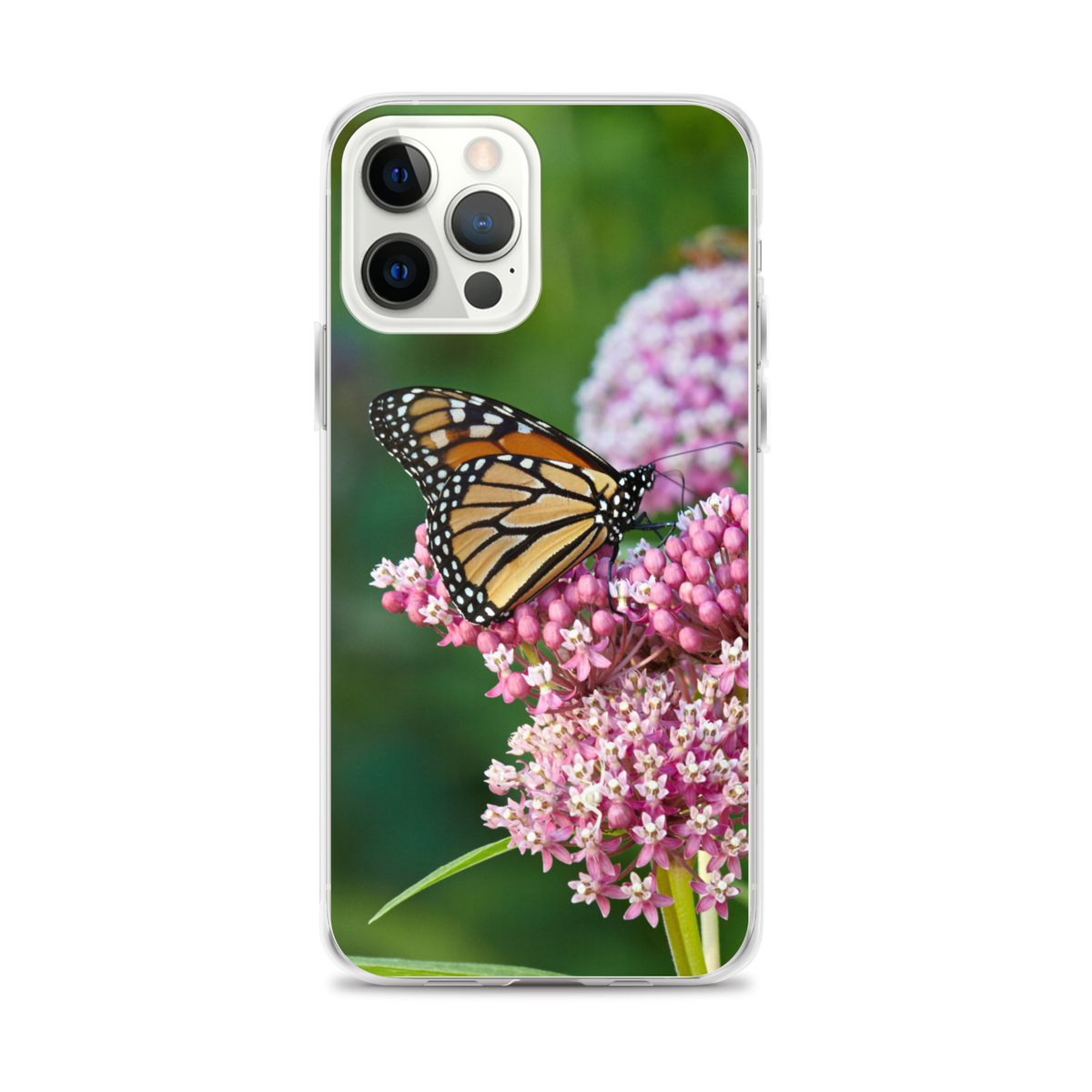 Monarch on Milkweed Phone Case for iPhone