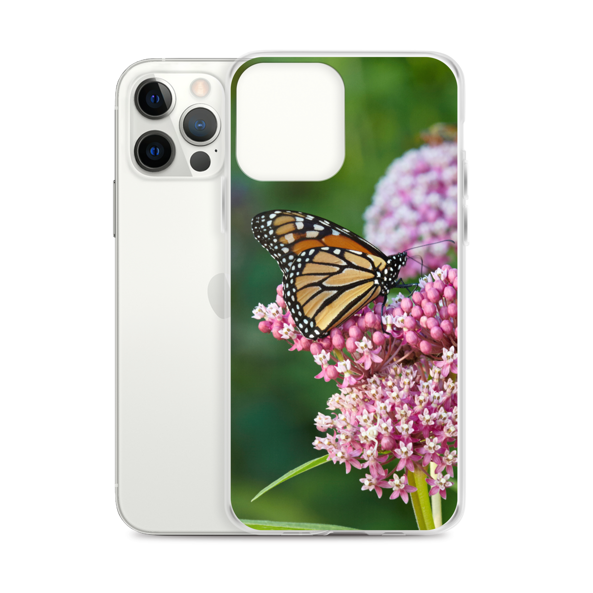 Monarch on Milkweed Phone Case for iPhone