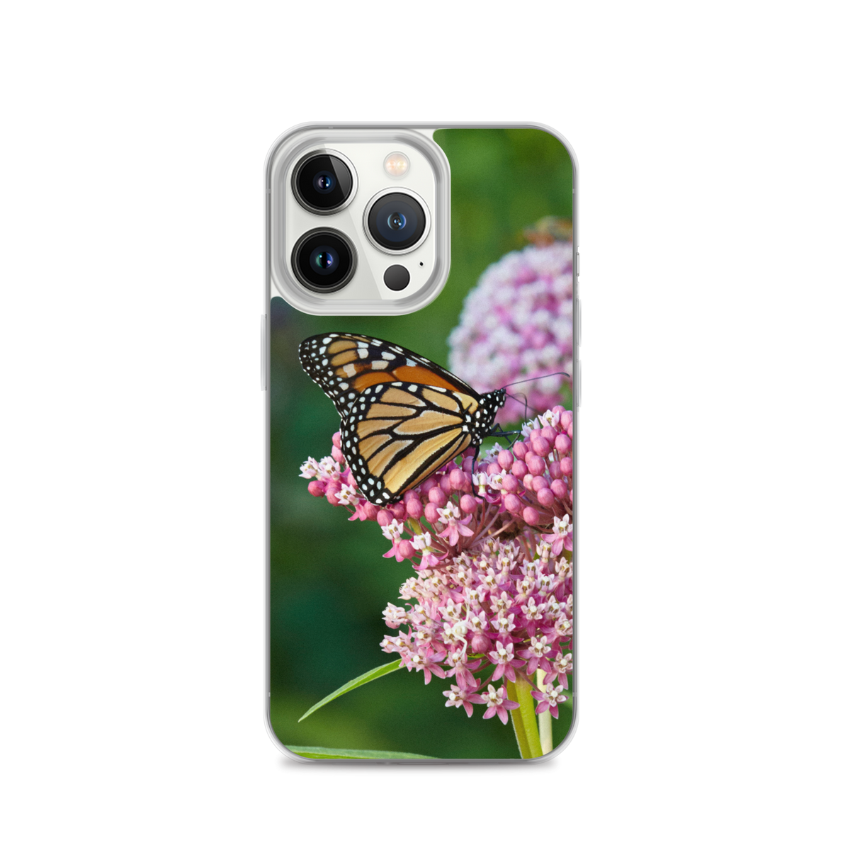 Monarch on Milkweed Phone Case for iPhone