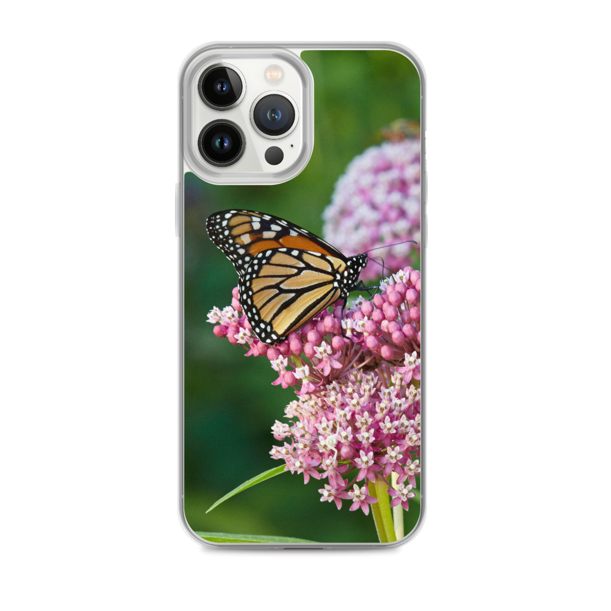 Monarch on Milkweed Phone Case for iPhone