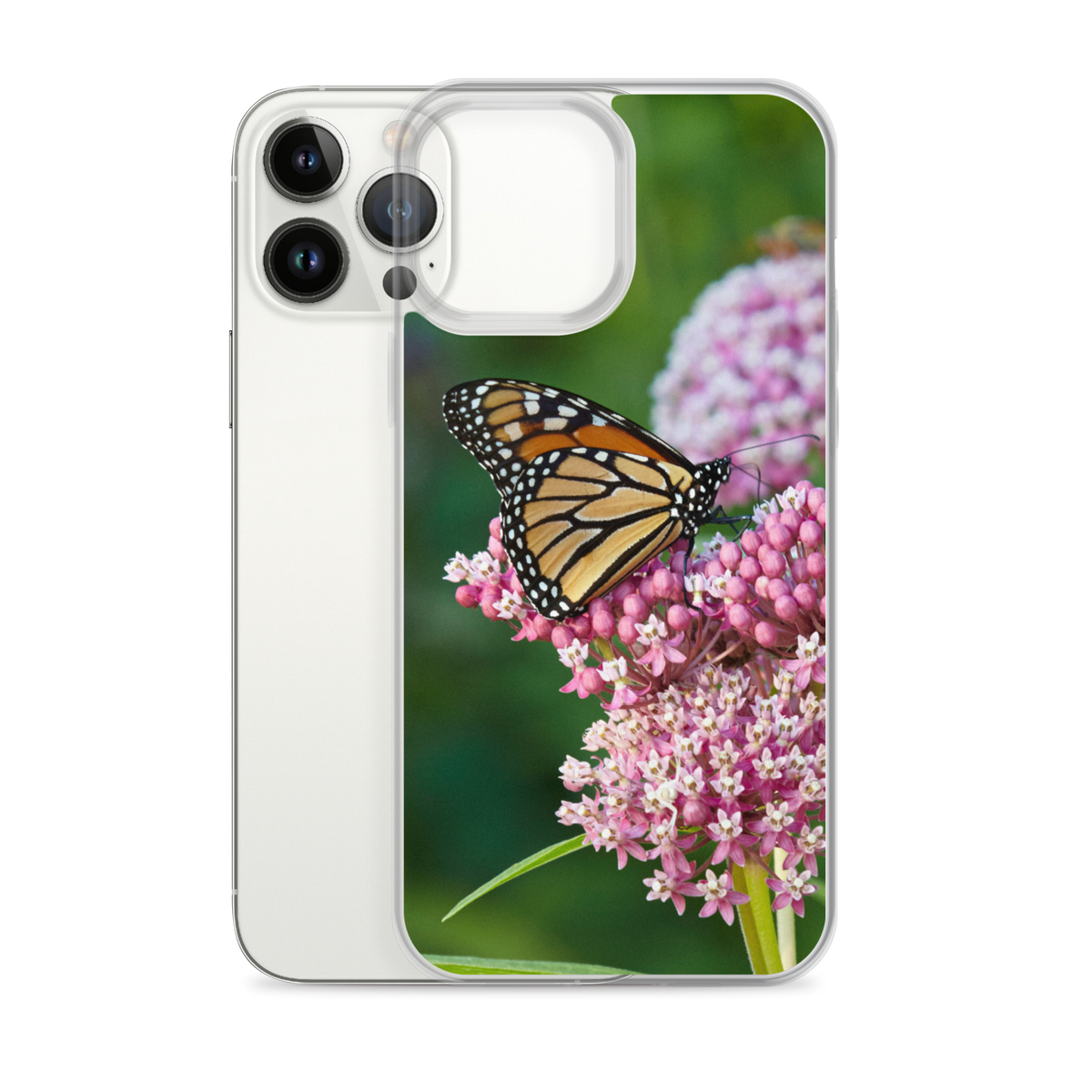 Monarch on Milkweed Phone Case for iPhone