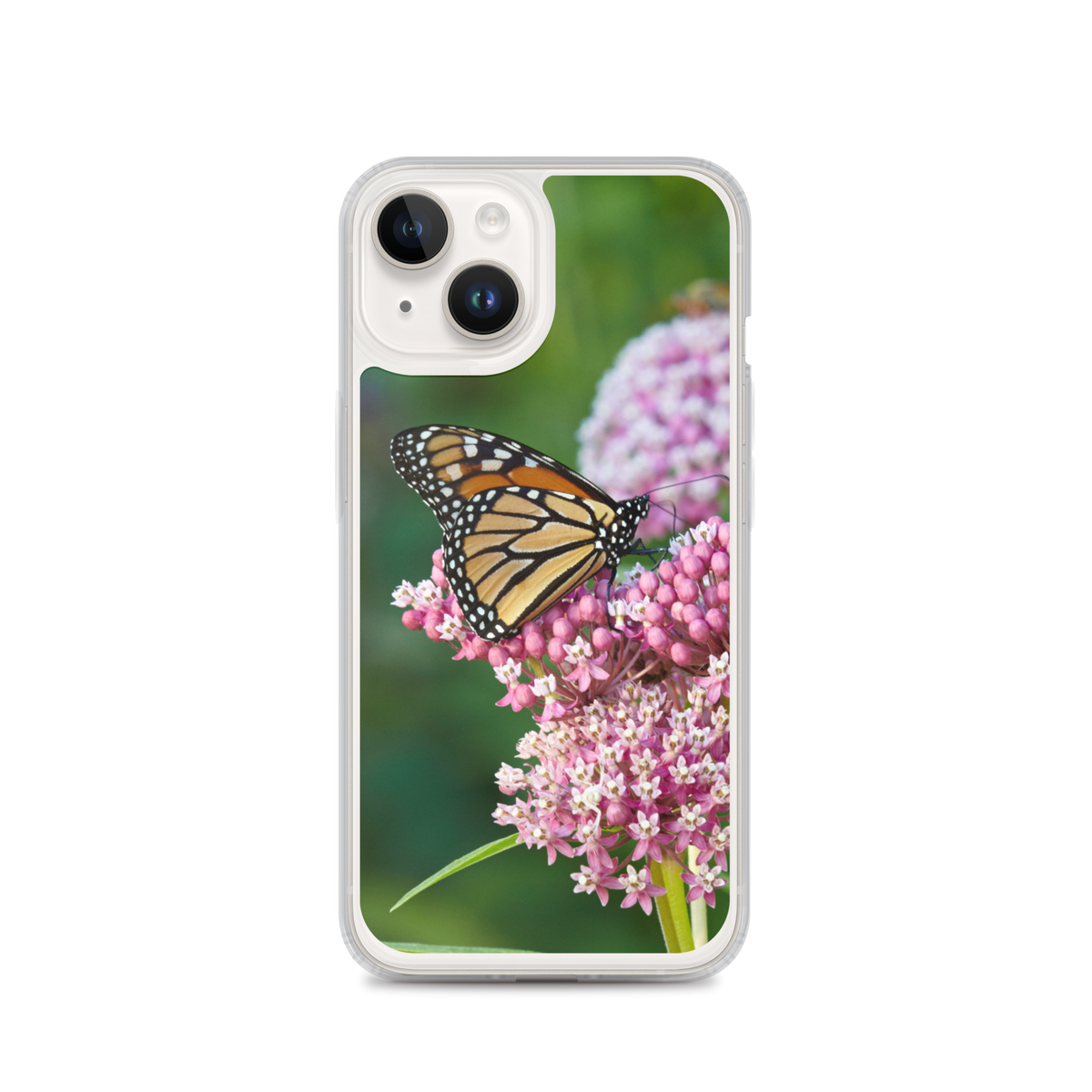 Monarch on Milkweed Phone Case for iPhone