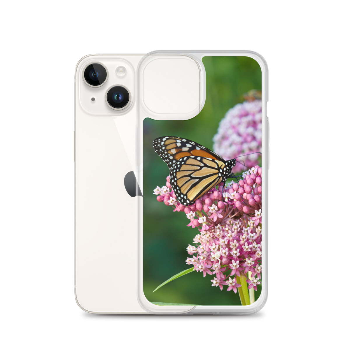 Monarch on Milkweed Phone Case for iPhone