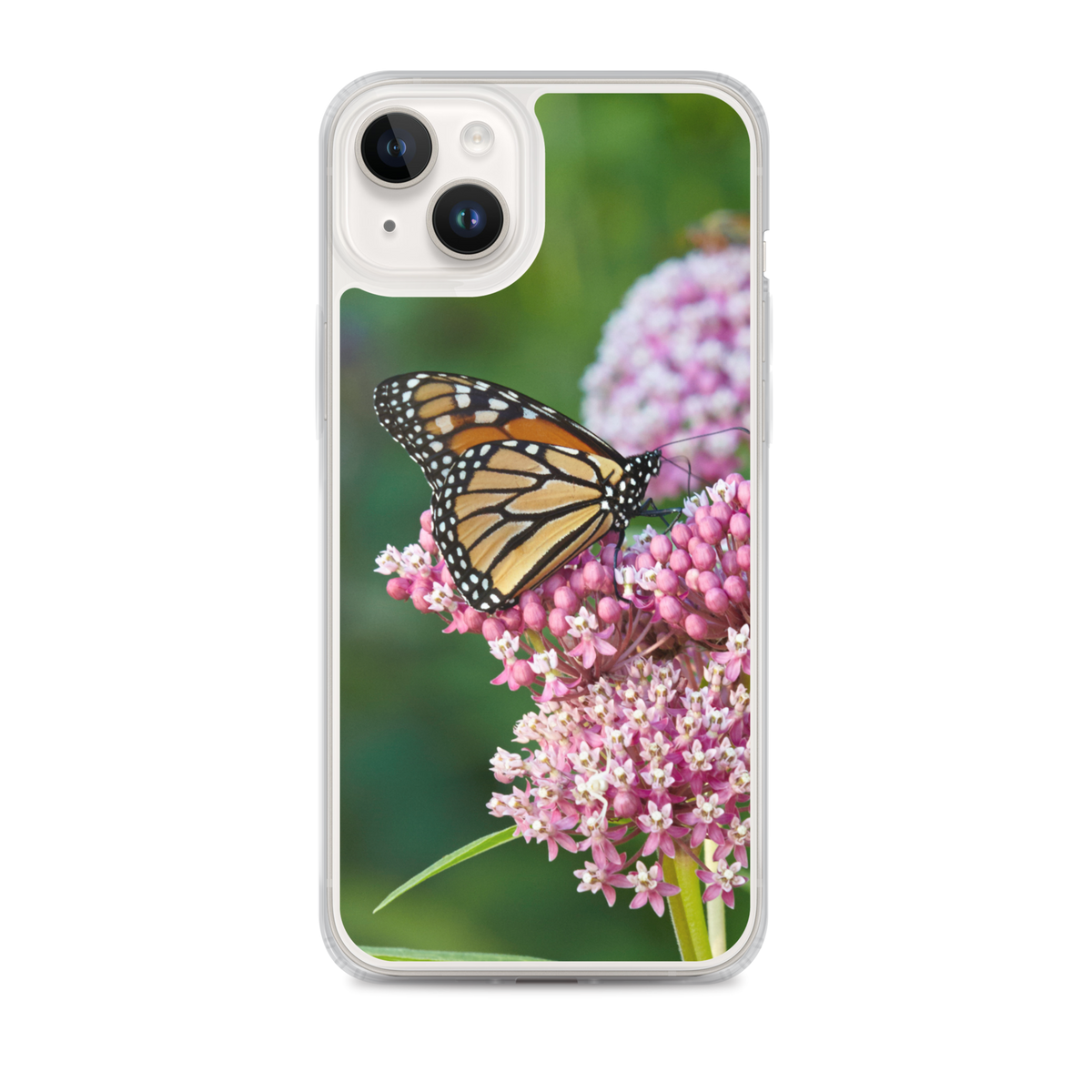 Monarch on Milkweed Phone Case for iPhone