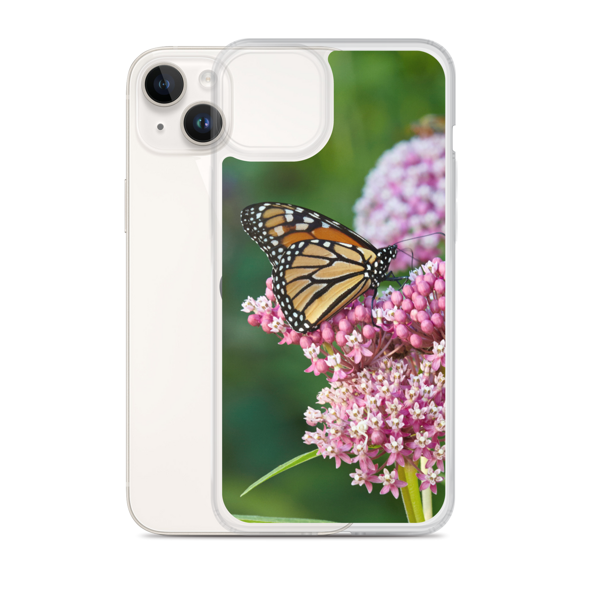 Monarch on Milkweed Phone Case for iPhone