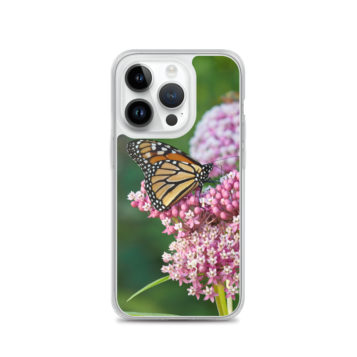 Monarch on Milkweed Phone Case for iPhone