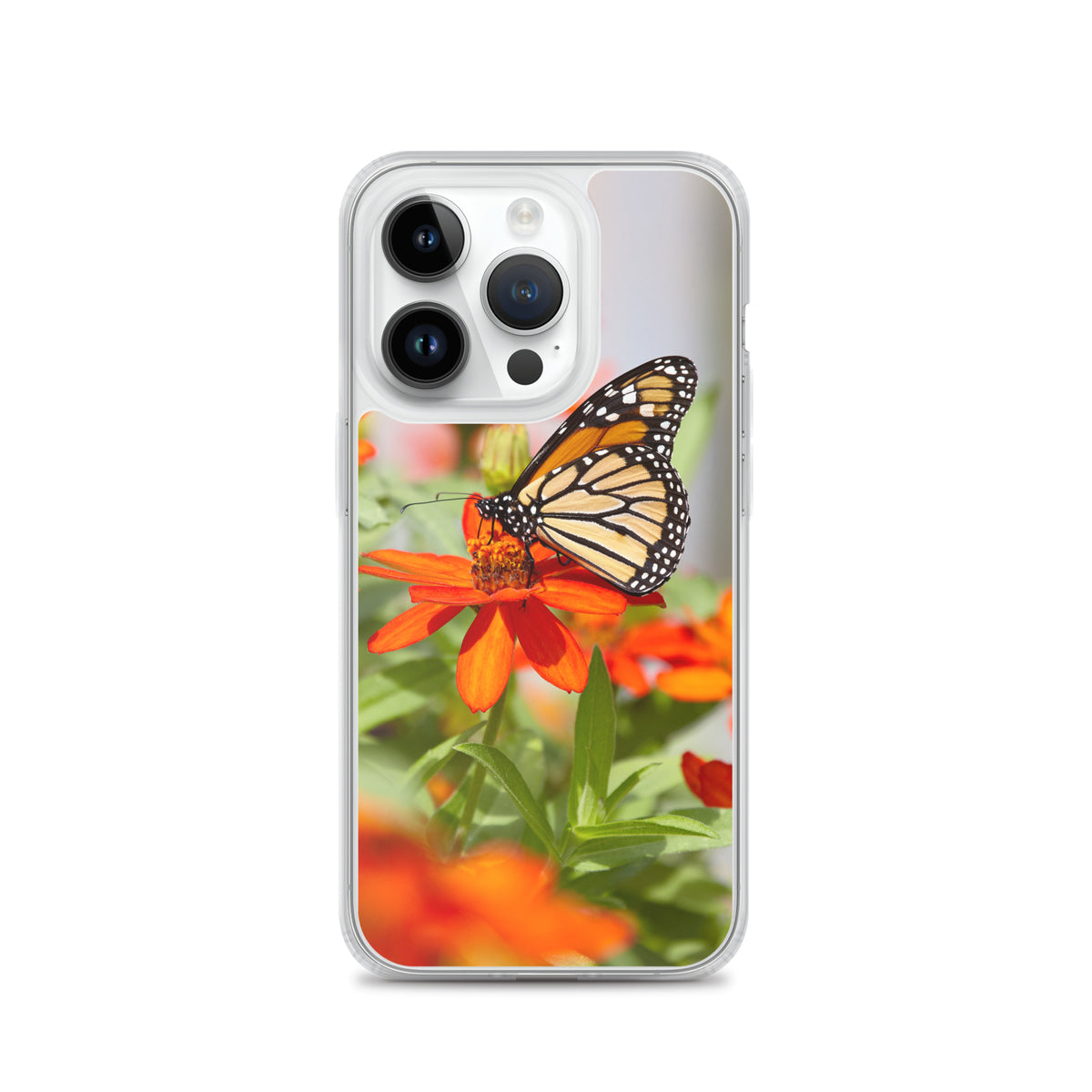 Monarch on Zinnia iPhone Case
