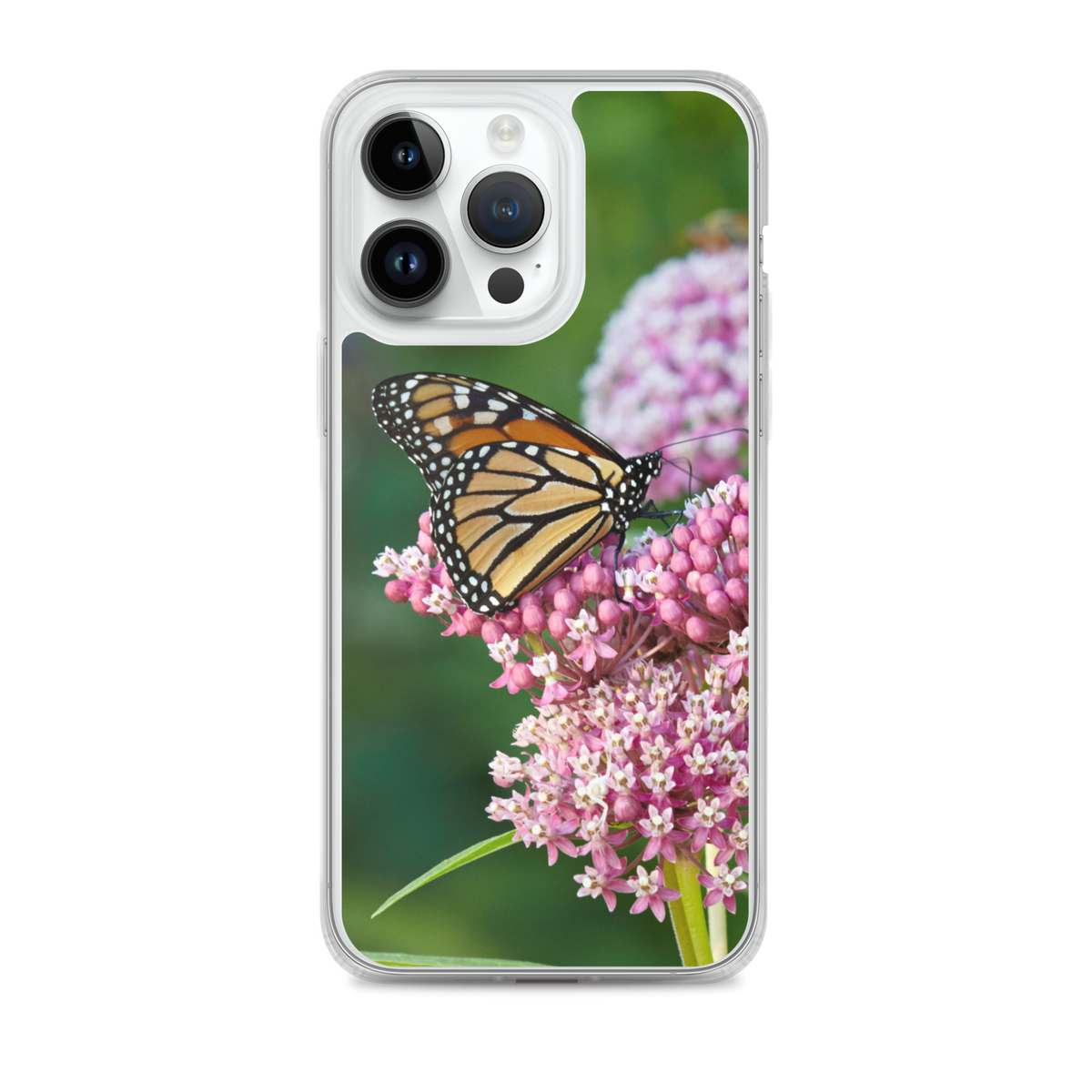 Monarch on Milkweed Phone Case for iPhone
