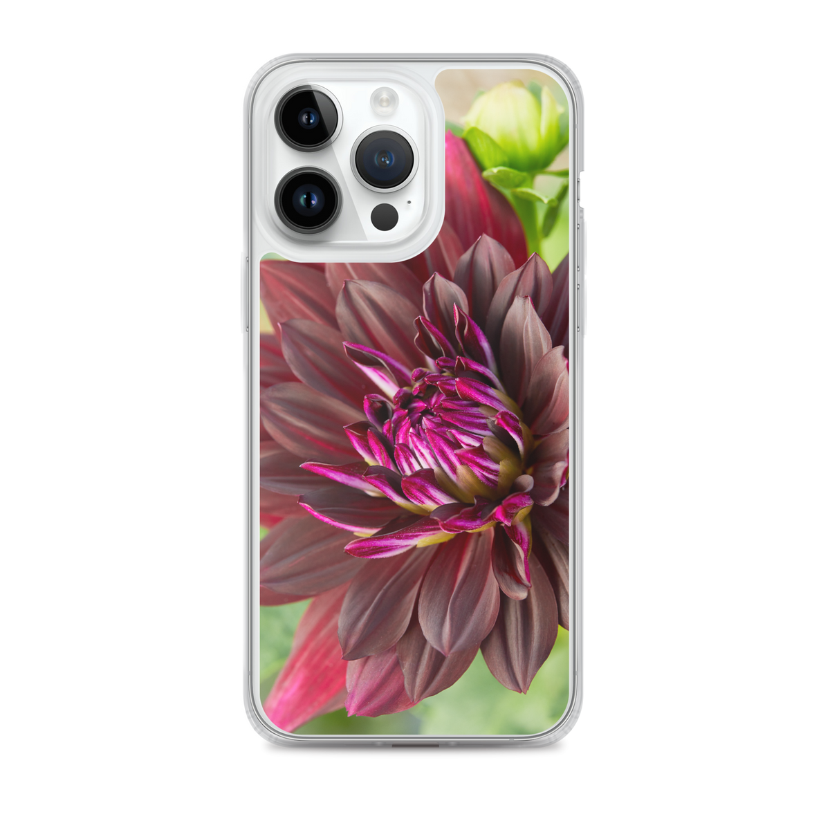 Black Dahlia iPhone Case