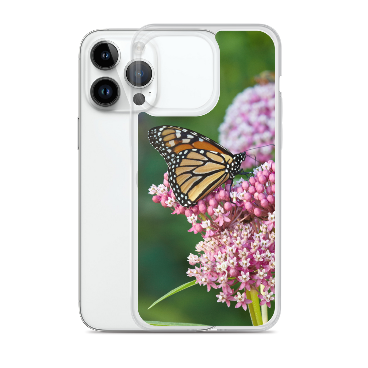 Monarch on Milkweed Phone Case for iPhone