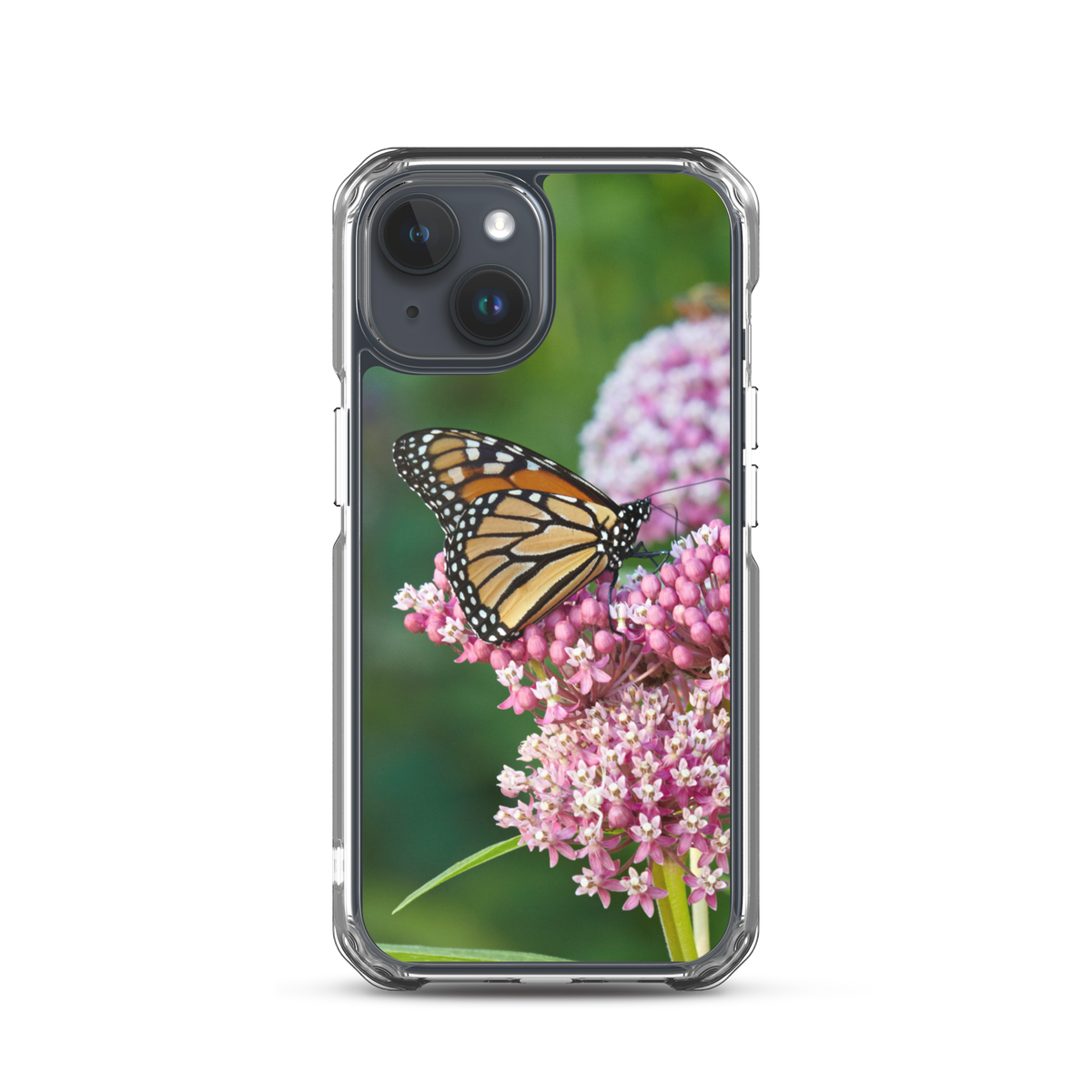 Monarch on Milkweed Phone Case for iPhone