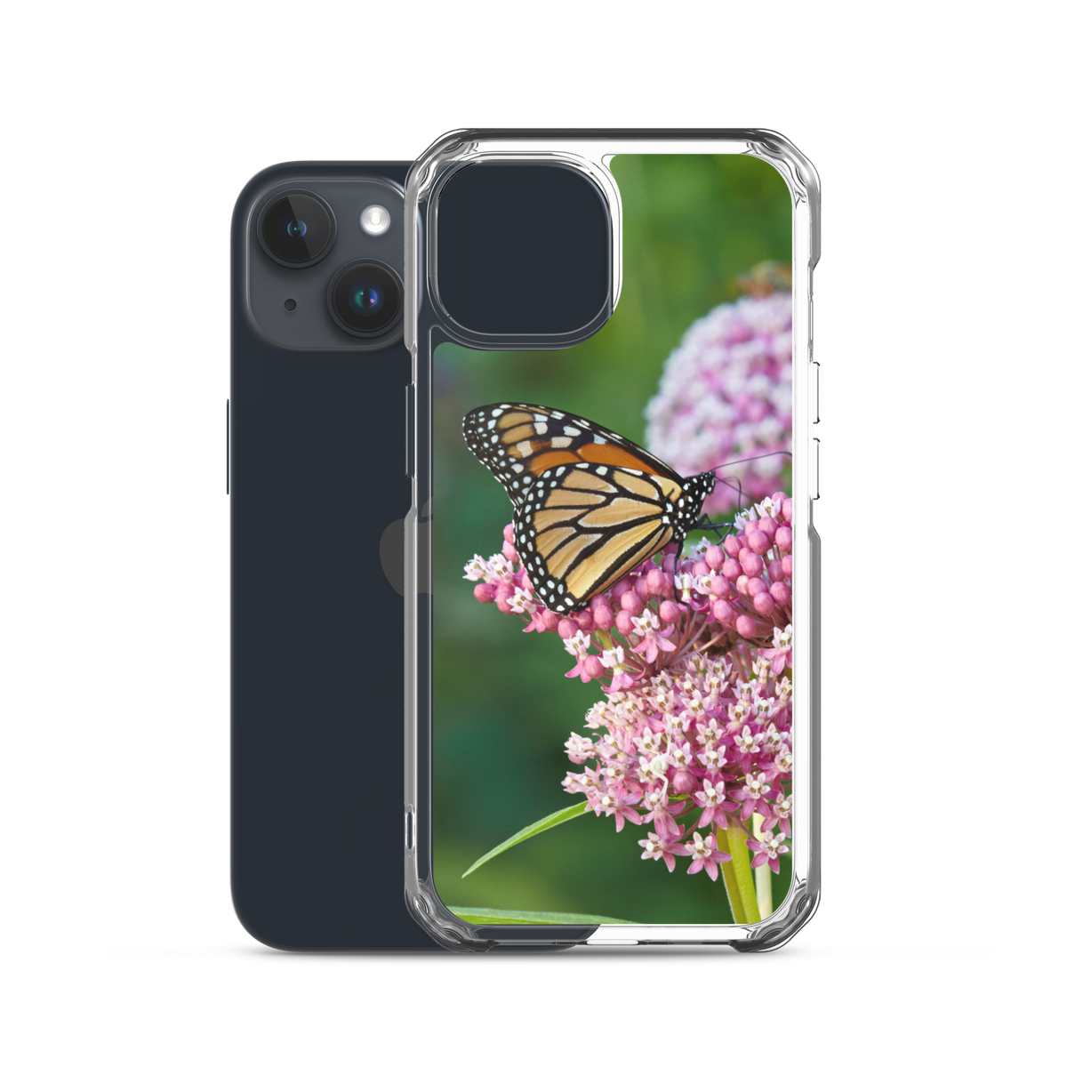 Monarch on Milkweed Phone Case for iPhone