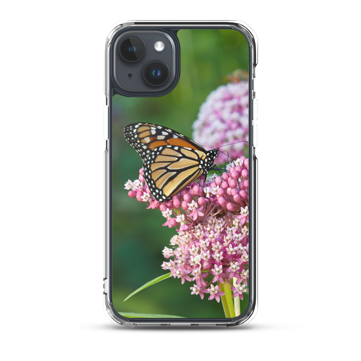 Monarch on Milkweed Phone Case for iPhone