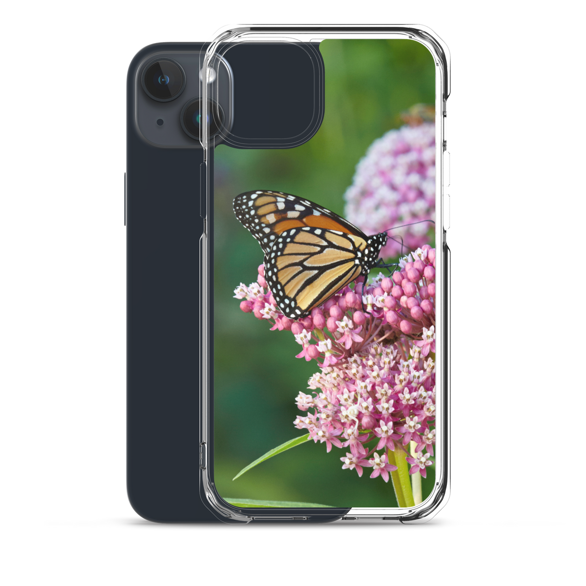 Monarch on Milkweed Phone Case for iPhone