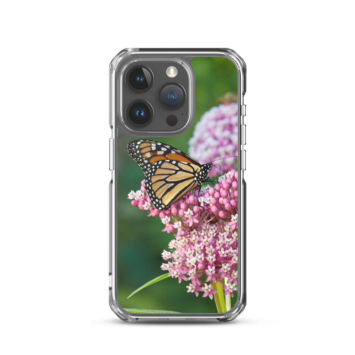 Monarch on Milkweed Phone Case for iPhone