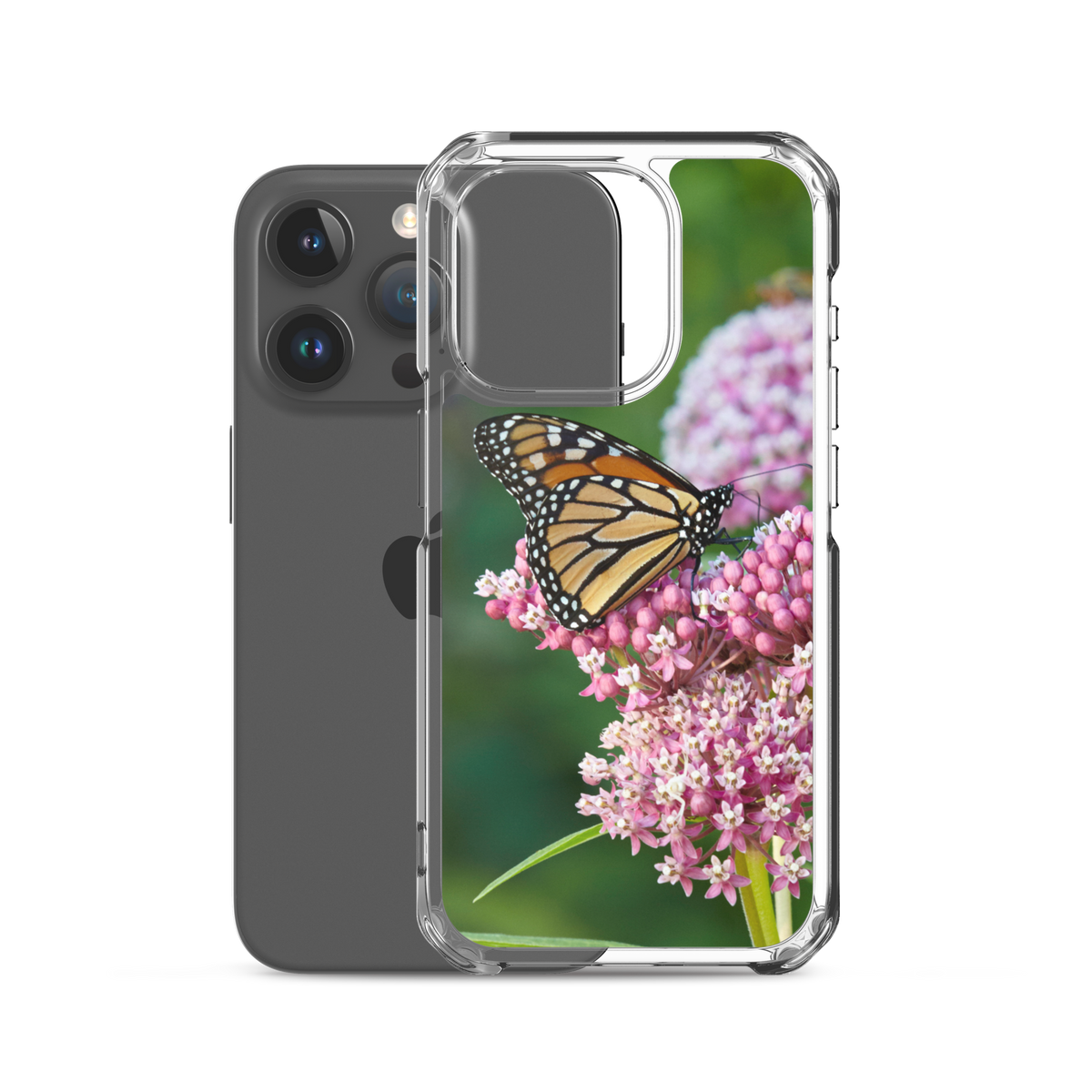 Monarch on Milkweed Phone Case for iPhone
