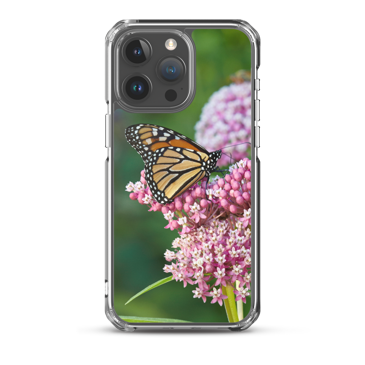 Monarch on Milkweed Phone Case for iPhone