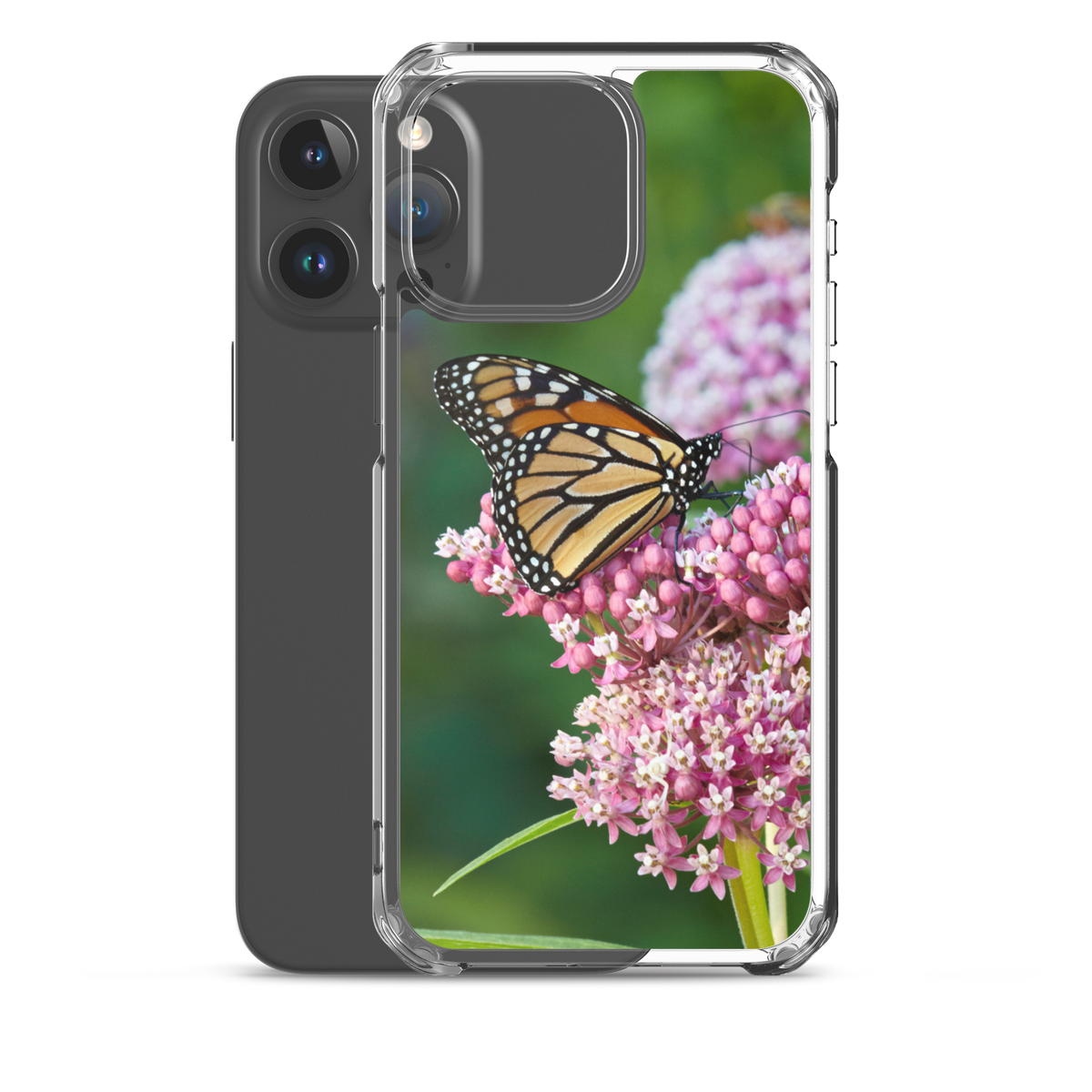 Monarch on Milkweed Phone Case for iPhone